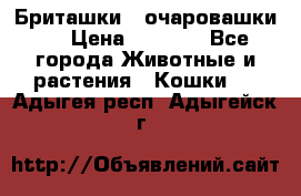 Бриташки - очаровашки.  › Цена ­ 3 000 - Все города Животные и растения » Кошки   . Адыгея респ.,Адыгейск г.